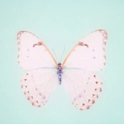 Framed Butterfly Print In Seafoam -Furniture & Decoration Shop Framed 20Butterfly 20Print 20In 20Seafoam.03