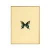 Framed Butterfly Print In Butter -Furniture & Decoration Shop Framed 20Butterfly 20Print 20in 20Butter.01