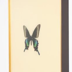 Framed Butterfly Print In Butter -Furniture & Decoration Shop Framed 20Butterfly 20Print 20in 20Butter.04