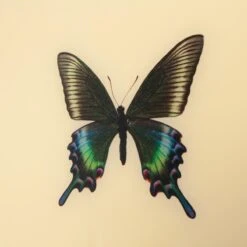 Framed Butterfly Print In Butter -Furniture & Decoration Shop Framed 20Butterfly 20Print 20in 20Butter.05