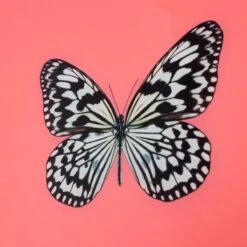 Framed Butterfly Print In Persimmon -Furniture & Decoration Shop Framed 20Butterfly 20Print 20in 20Persimmon.04