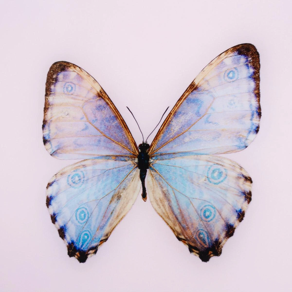 Framed Butterfly Print In Pink Marshmallow 4 Framed Butterfly Print In Pink Marshmallow - Image 2