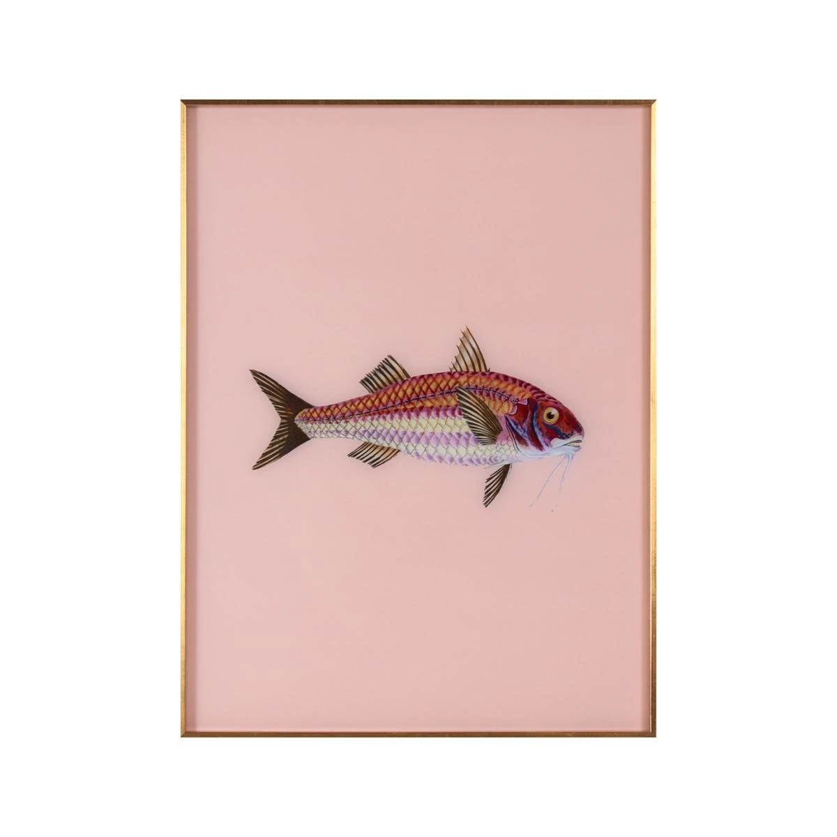 Framed Fish Print In Light Coral 3 Framed Fish Print In Light Coral