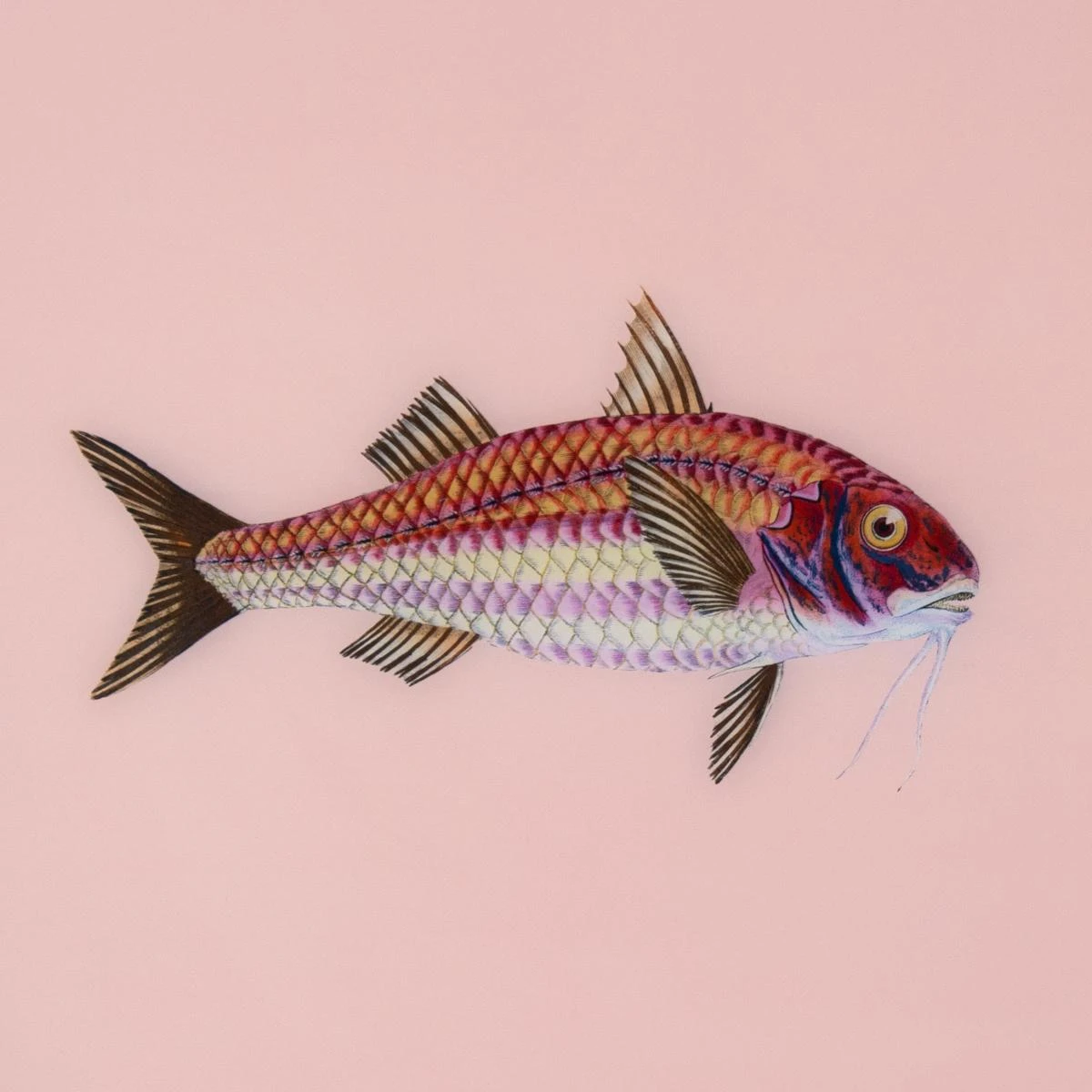 Framed Fish Print In Light Coral 4 Framed Fish Print In Light Coral - Image 2