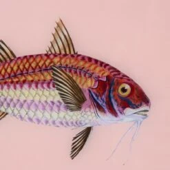 Framed Fish Print In Light Coral 7 Framed Fish Print In Light Coral -Furniture & Decoration Shop Framed 20Fish 20Print 20in 20Light 20Coral.03