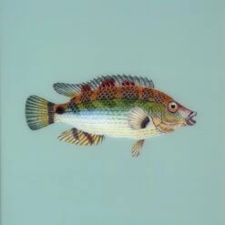 Framed Fish Print In Seagrass 8 Framed Fish Print In Seagrass -Furniture & Decoration Shop Framed 20Fish 20Print 20in 20Seagrass.03