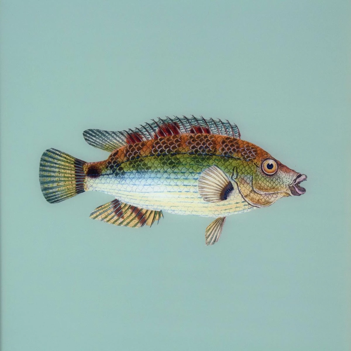 Framed Fish Print In Seagrass 5 Framed Fish Print In Seagrass - Image 3