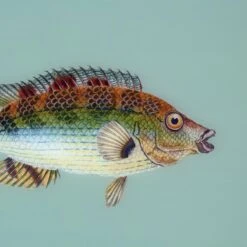 Framed Fish Print In Seagrass 9 Framed Fish Print In Seagrass -Furniture & Decoration Shop Framed 20Fish 20Print 20in 20Seagrass.04