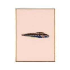 Framed Fish Print In Shell