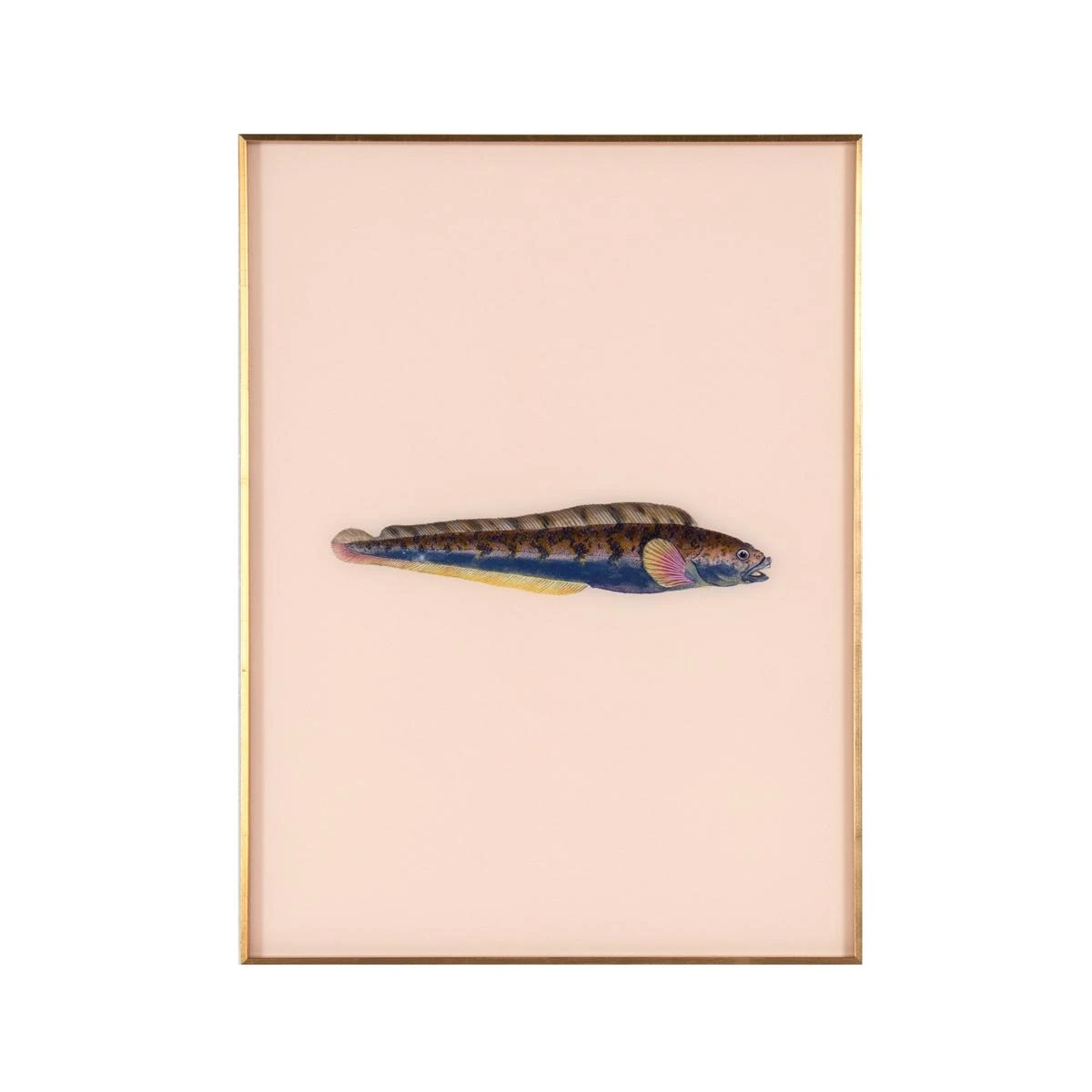 Framed Fish Print In Shell 3 Framed Fish Print In Shell