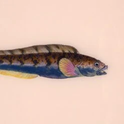 Framed Fish Print In Shell 7 Framed Fish Print In Shell -Furniture & Decoration Shop Framed 20Fish 20Print 20in 20Shell.03