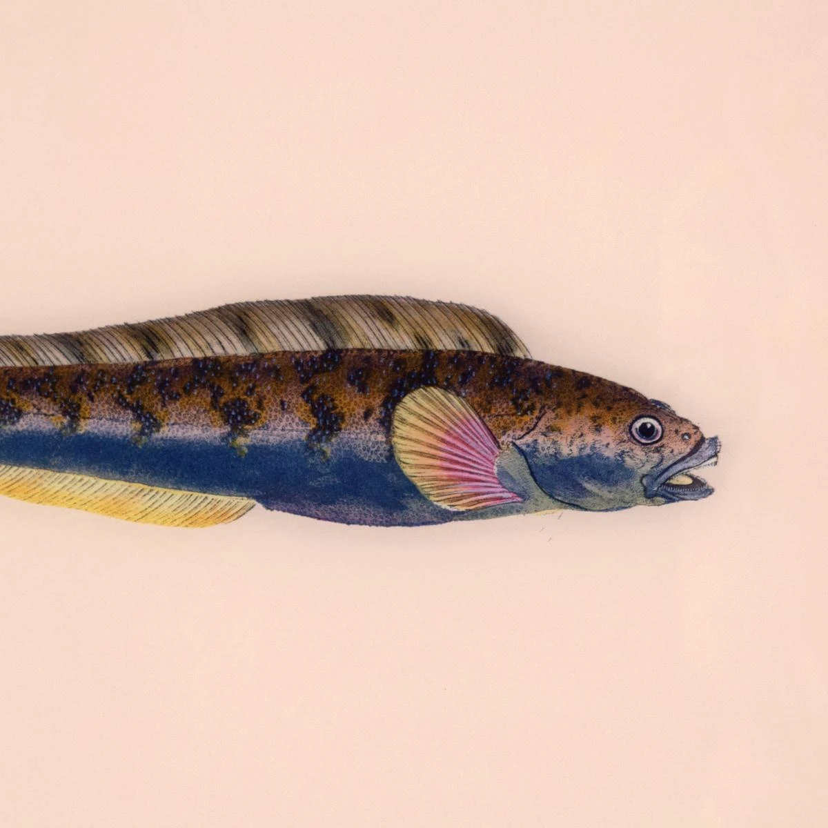 Framed Fish Print In Shell 5 Framed Fish Print In Shell - Image 3