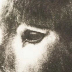 Waldo Printed On Linen -Furniture & Decoration Shop RT 26 SP22WaldoPrintedonLinen.05